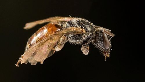 Detectadas dos nuevas especies de invertebrados en el Parque Natural de sAlbufera