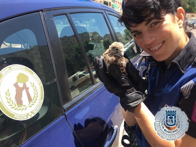 Rescatada una cría de cernícalo caída del nido por las altas temperaturas
