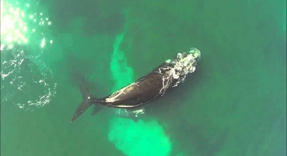 Argentina. Ya hay 700 ballenas en los mares del sur