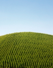 Apoyo del BID beneficiará a miles de pequeños productores forestales y MiPymes foresto-industriales de Argentina