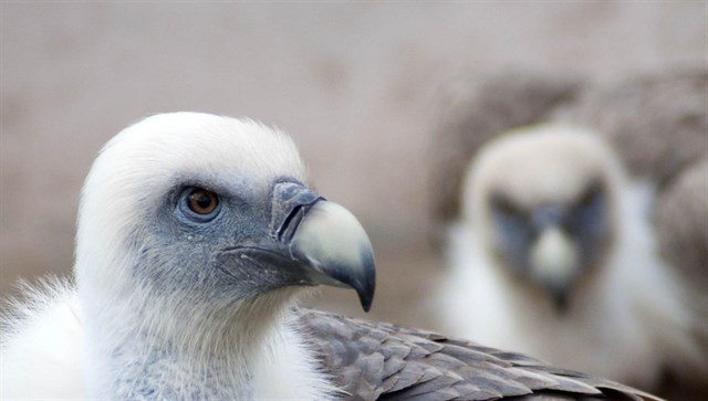 La Asamblea de Madrid apoya que se puedan utilizar las reses muertas de los ganaderos como carroña para los buitres