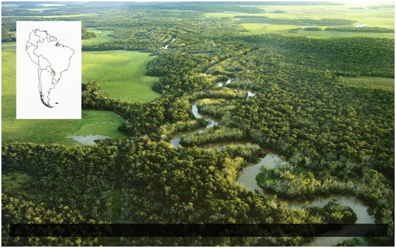 Bosque Atlántico paraguayo: iniciativas de salvamento