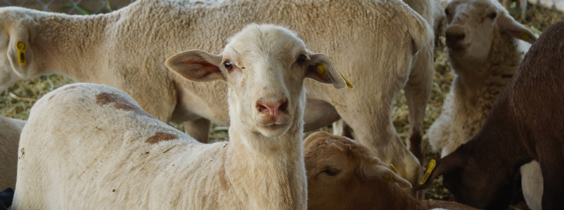 Una dieta alternativa para rumiantes