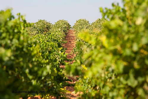 Bodegas Estefanía presenta su nuevo vino ecológico