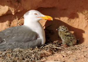 Gaviotas patiamarillas un plaga ‘conflictiva’ en el casco urbano de Melilla