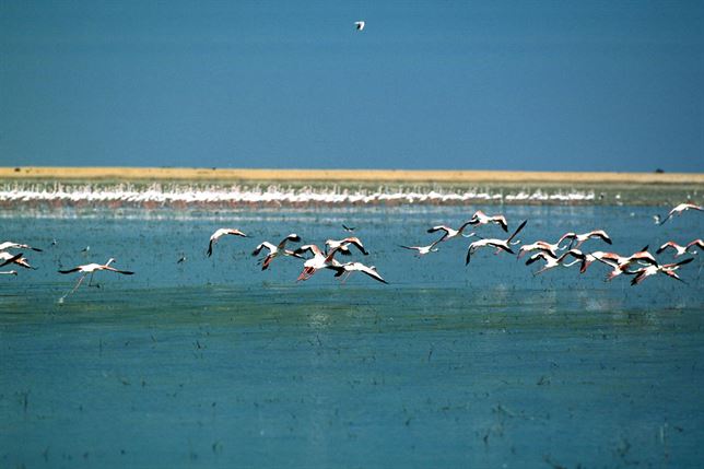 Doñana y el Día Mundial de los Humedales