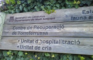 Nace el primer quebrantahuesos del Centro de Torreferrussa (Barcelona)