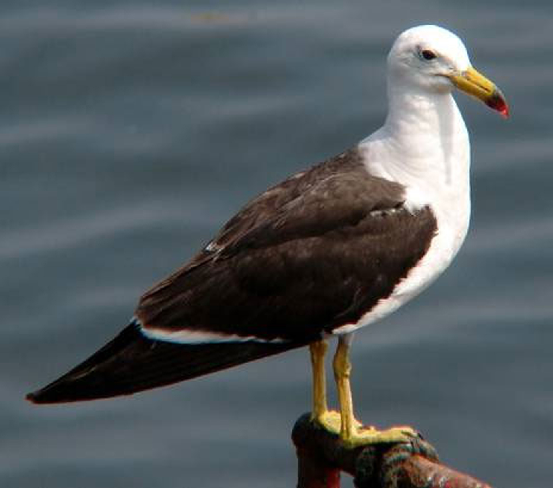 El seguimiento de aves migratorias mediante sensores