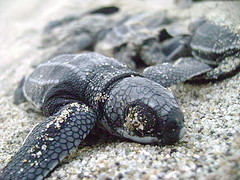 Anuncian el nacimiento de 150 tortugas laúd