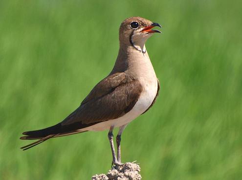 Aumentan las poblaciones de canastera