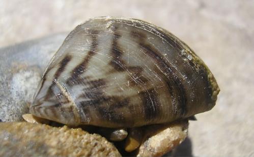 El clima determina el éxito de una especie invasora