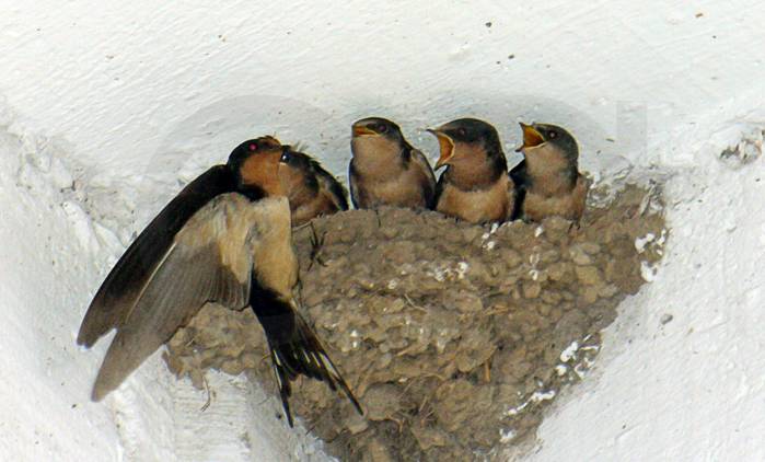 Hace falta explicar que es ilegal destruir nidos de golondrinas o vencejos