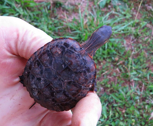 Euskadi. Se confirma por primera vez la reproducción del galápago leproso en los humedales de Salburua