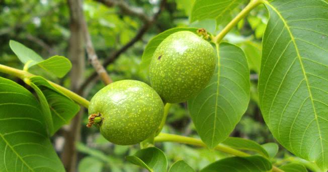 El nogal se expandió con el comercio y la lengua