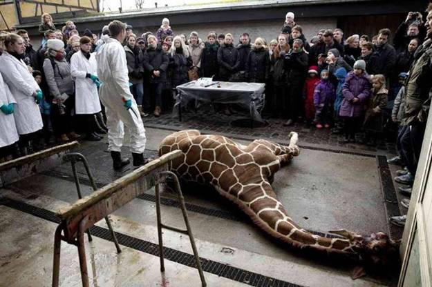 Matanza de animales sanos en el Zoo de Copenhague