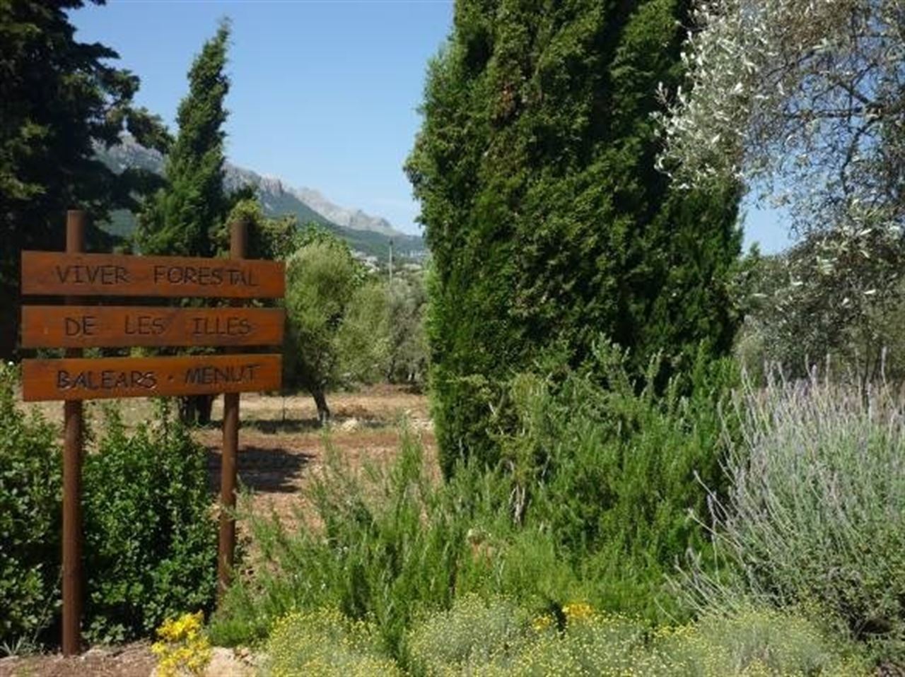 Baleares se apunta al ‘Día Mundial Forestal’