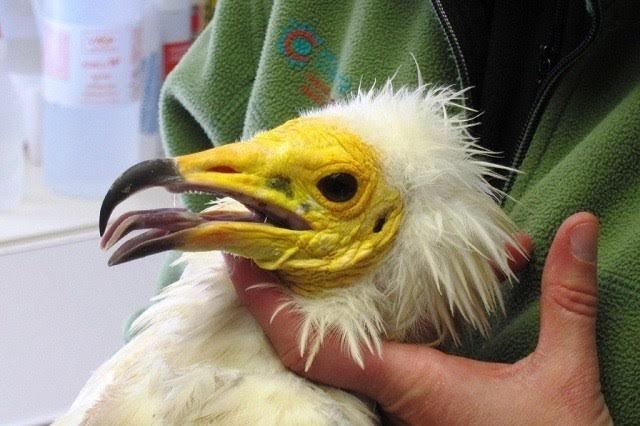 Liberado un alimoche en los Montes de Aldaia