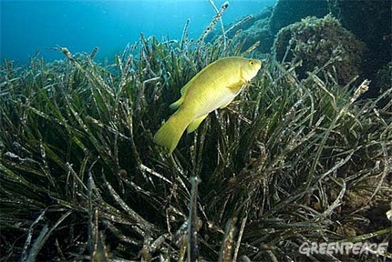 Pesentan un estudio que avala la importancia de un santuario para el atún en las Baleares