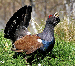 Aller (Asturias) ‘apuesta’ por la conservación del urogallo