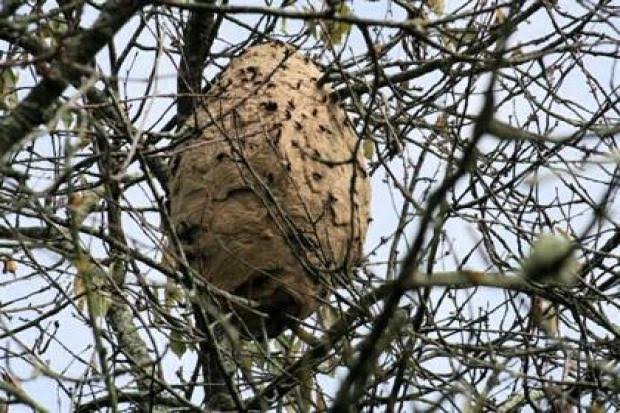 Erradicado el primer nido de avispa carnicera asiática en Sóller (Mallorca)