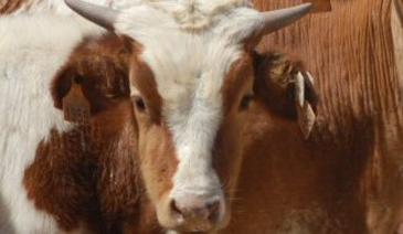 La vaca de Colón sigue viva