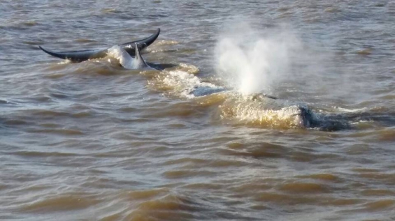 Argentina. La ballena varada en Dock Sud fue hallada muerta