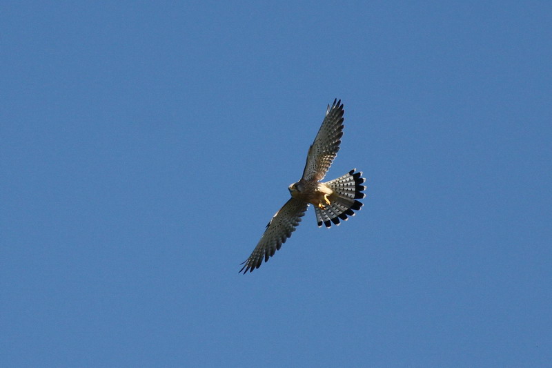 Liberan a dos cernícalos comunes y dos gavilanes que fueron curados en el Centro de Recuperación de Fauna Silvestre