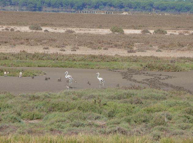 Los Verdes cree que el deslinde de Doñana es una "buena respuesta a la pasividad de la Junta"