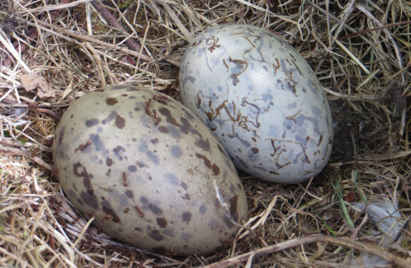 Te explicamos cómo se ha resuelto el  misterio de la forma de los huevos de las aves