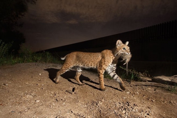 EEUU. El muro de Trump también afectará a los animales