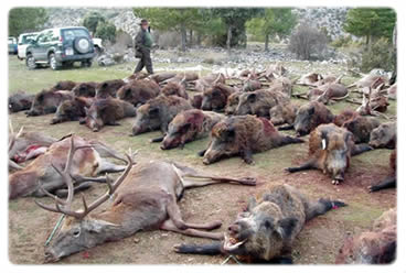 El Estado permite monterías en varias fincas estatales de Toledo