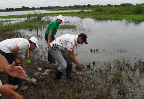 CVS rehabilitó y reintegró babillas e hicoteas a su hábitat natural