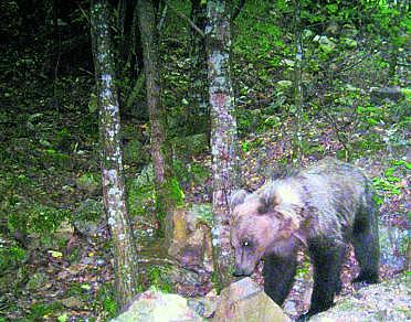 Avistan un oso en Lugo