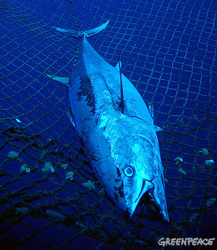 Denuncian los intentos de la industria por negar la grave situación del atún rojo