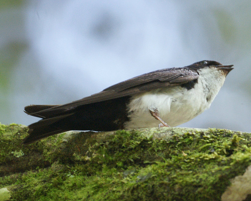 SEO/BirdLife organiza este fin de semana el Día de las Aves para dar a conocer sus problemas de conservación