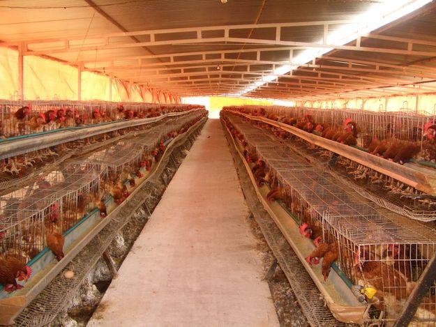España debe adaptar aún el 50% de sus jaulas de gallinas ponedoras a las normas que entran en vigor en enero