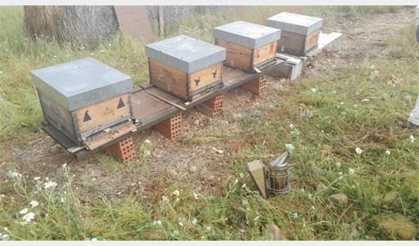 Agricultura investiga el origen de la mortalidad de abejas en un apiario de Mazarrón