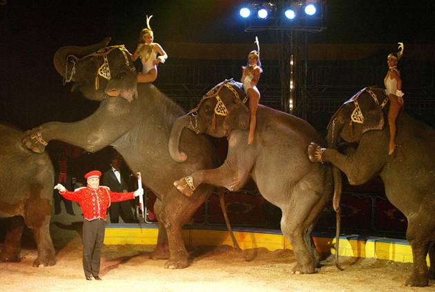 Malta prohíbe el circo con animales e implanta la pena de cárcel para el maltrato animal
