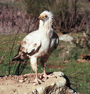 La Fundación Biodiversidad y WWF presentan la web “El viaje del alimoche”