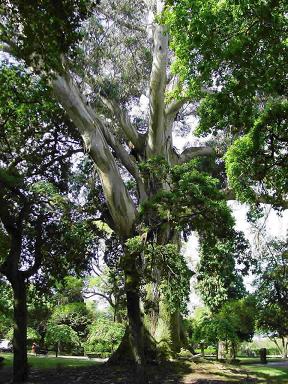 Las radiaciones de las redes Wi-Fi dañan a los árboles