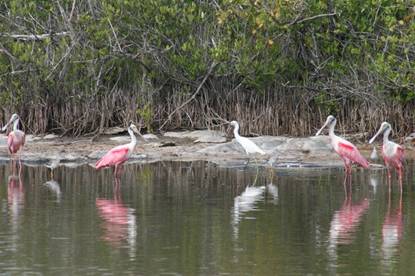 BirdLife International premiada por su programa Áreas Importantes para la Conservación de las Aves (IBA) en Latinoamérica