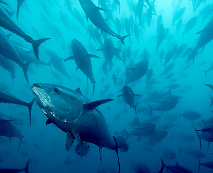 El vertido del golfo de México podría afectar a crías de atún rojo