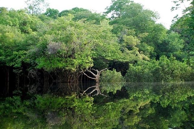 El Amazonas ya ha perdido la capacidad de absorción de CO2