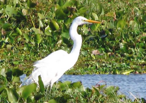 Hallan en La Palma más de una decena de ejemplares de garzas muertos por disparos