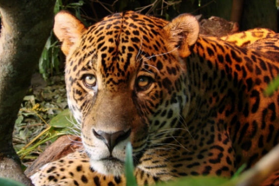 Argentina: Mataron un yaguareté en Misiones y la Provincia será querellante