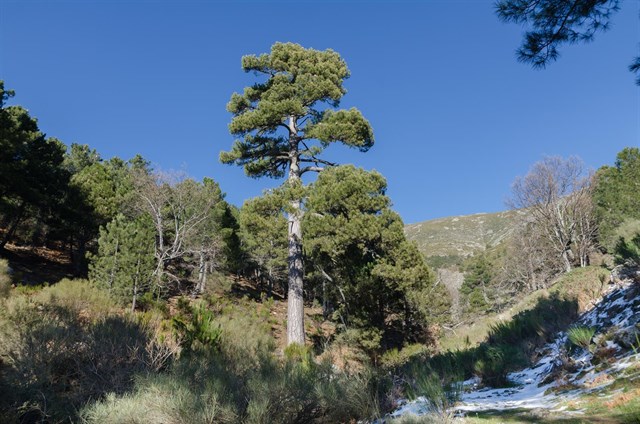 Este tipo de pino de Ávila candidato al Árbol Europeo 2017