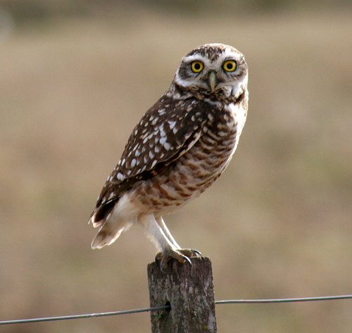 Medio Ambiente inicia el lunes un programa recuperar la lechuza y el mochuelo común en La Albufera