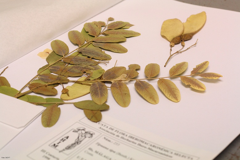 Herbario de la Universidad de Salamanca