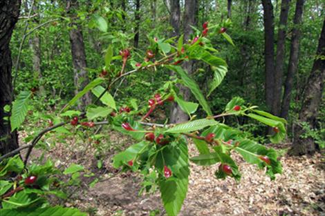 Reunión extraordinaria de la Red Estatal del Castaño ante la amenaza de la avispilla del castaño