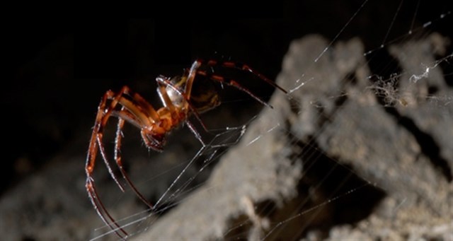 Seda de araña nutrida con grafeno produce la fibra más fuerte